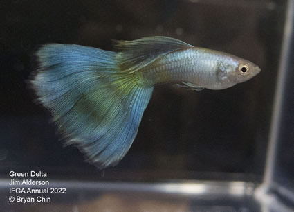 Green Moscow guppy