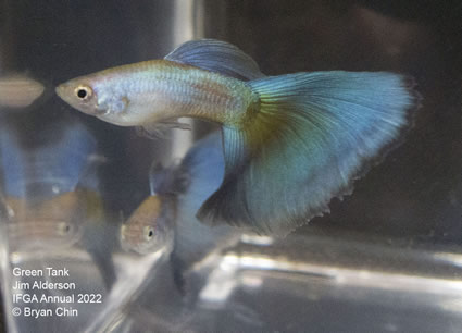 Green Moscow guppy