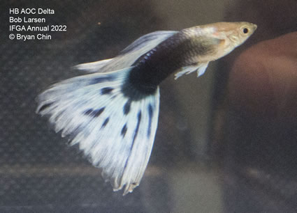 HB AOC variegated Guppy