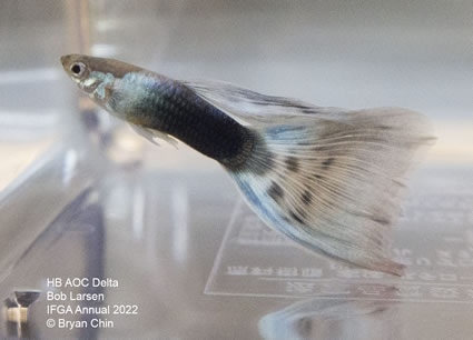 HB AOC variegated Guppy