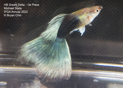 Hb half black green guppy