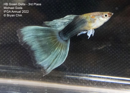 Hb half black green guppy