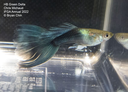 Hb half black green guppy