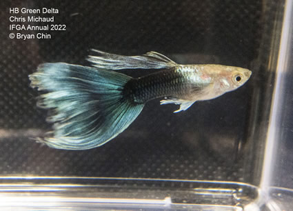 Hb half black green guppy