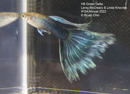 Hb half black green guppy