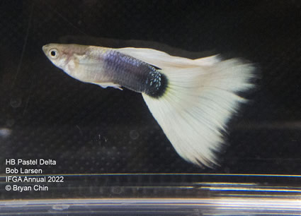 HB half black pastel guppy