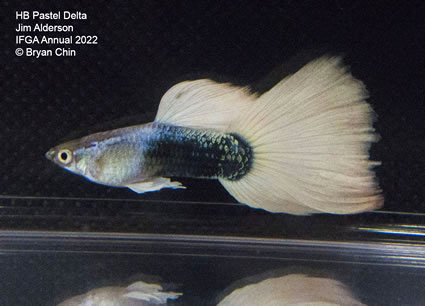 HB half black pastel guppy