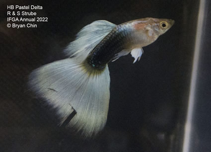 HB half black pastel guppy