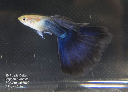 HB Half black Purple guppy