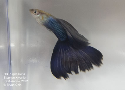 HB Half black Purple guppy