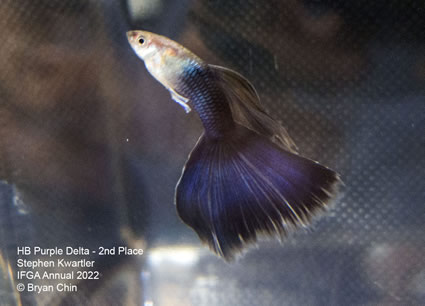 HB Half black Purple guppy