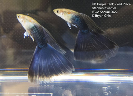 HB Half black Purple guppy