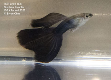 HB Half black Purple guppy