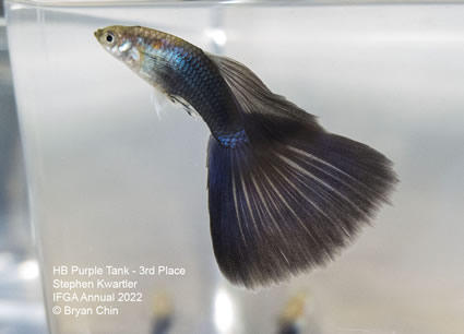 HB Half black Purple guppy