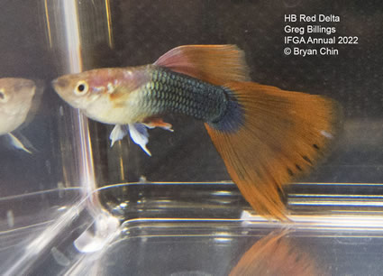 HB half black red guppy