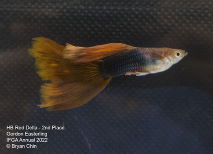 HB half black red guppy