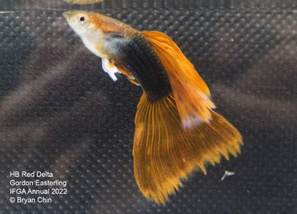 HB half black red guppy