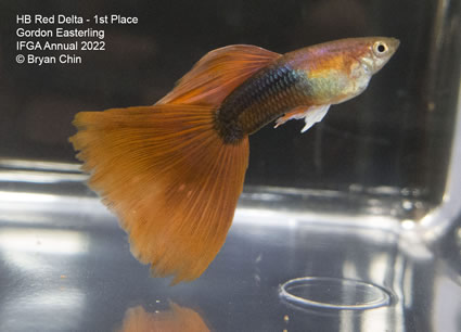 HB half black red guppy