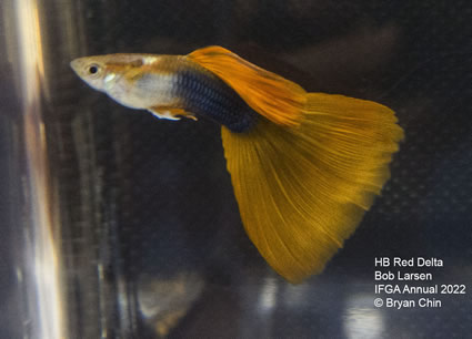 HB half black red guppy