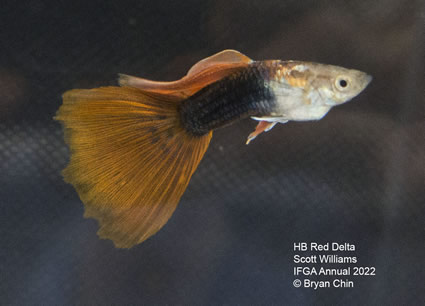 HB half black red guppy