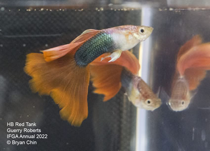 HB half black red guppy