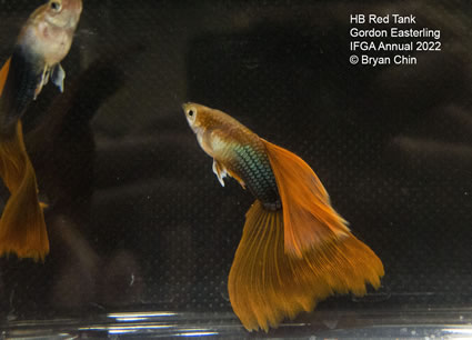 HB half black red guppy