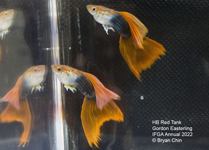 HB half black red guppy