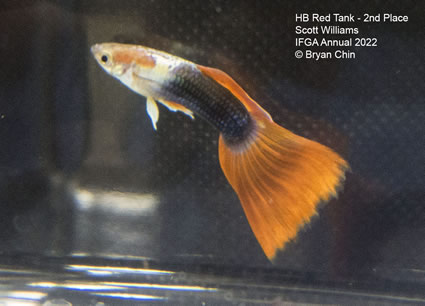 HB half black red guppy