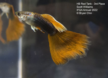 HB half black red guppy