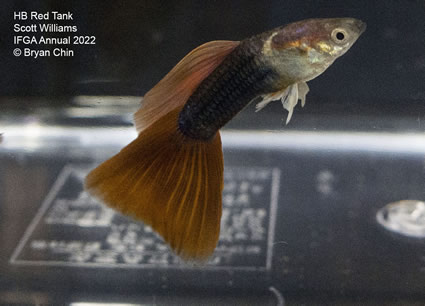 HB half black red guppy