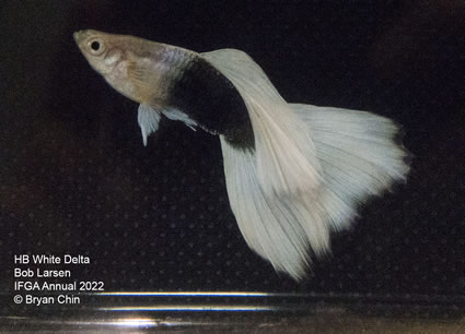 HB half black white guppy