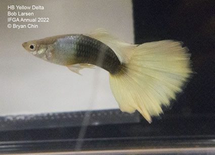 HB half black yellow guppy