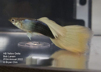 HB half black yellow guppy