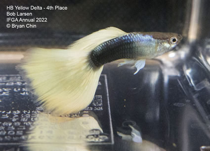 HB half black yellow guppy