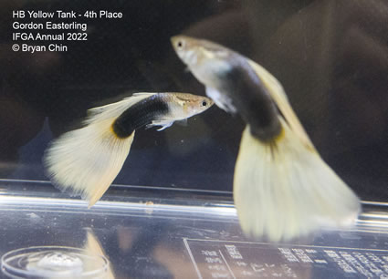 HB half black yellow guppy