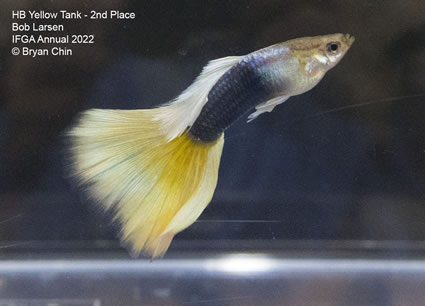 HB half black yellow guppy