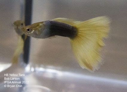 HB half black yellow guppy