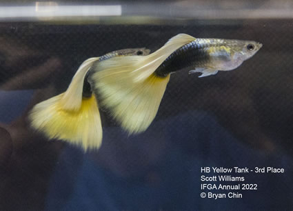 HB half black yellow guppy