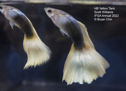 HB half black yellow guppy