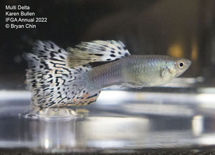 multi variegated guppy