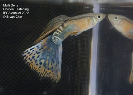 multi variegated guppy