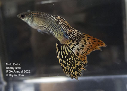 multi variegated guppy