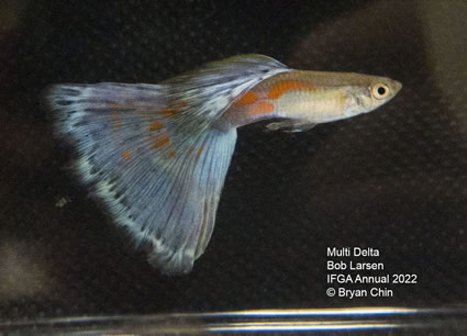 multi variegated guppy