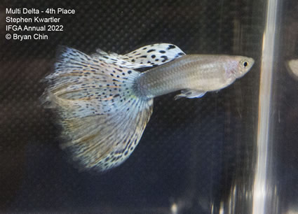 multi variegated guppy