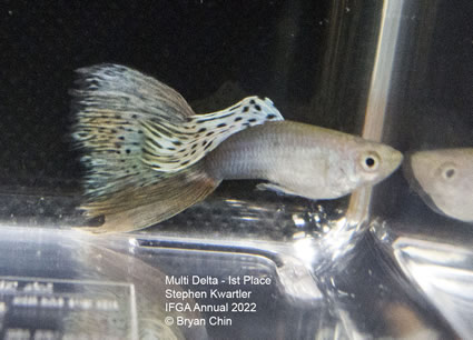 multi variegated guppy