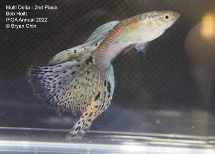 multi variegated guppy