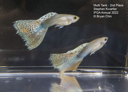 multi variegated guppy