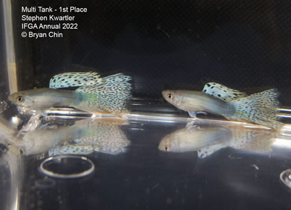 multi variegated guppy