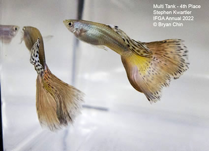 multi variegated guppy