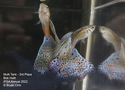 multi variegated guppy